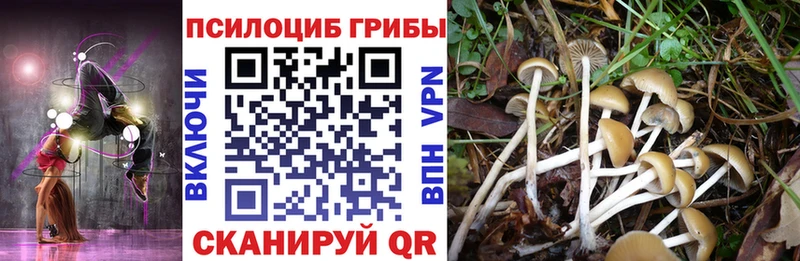 наркота  Кохма  Псилоцибиновые грибы Cubensis 